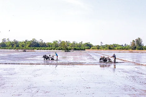 Để vụ lúa đông xuân đạt hiệu quả