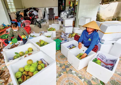 Giá vú sữa giảm