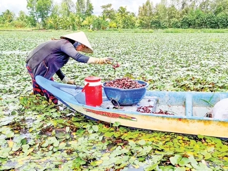 Trồng ấu mùa lũ bán được giá