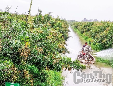 Cần Thơ đẩy mạnh sản xuất trái cây xuất khẩu