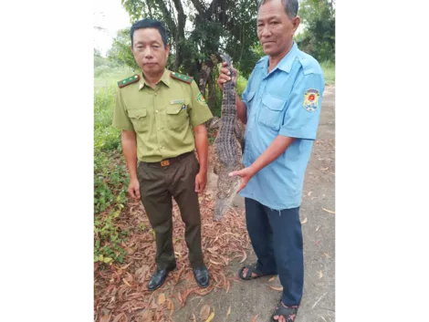 Kiên Giang: Đã bắt được tất cả cá sấu sổng chuồng tại Công viên An Hòa