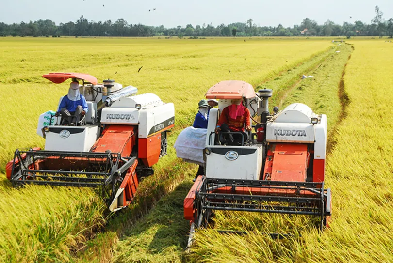 Định vị lại ngành lúa gạo Việt Nam