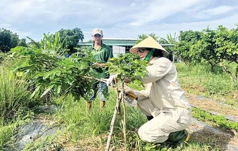 Vị ngọt từ trái thanh nhãn xuất ngoại