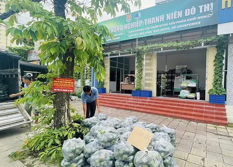 Hỗ trợ tiêu thụ 1,5-2 tấn cam sành mỗi ngày
