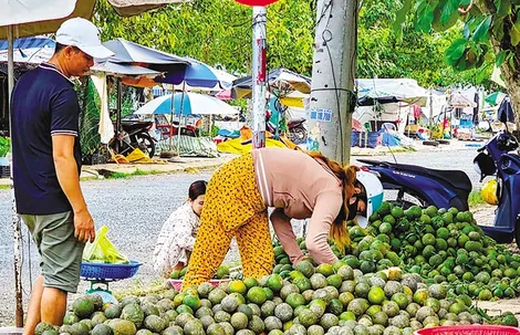 Cam sành giá thấp, khó tiêu thụ