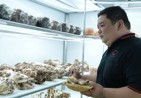 Trồng nấm với 9 mét vuông