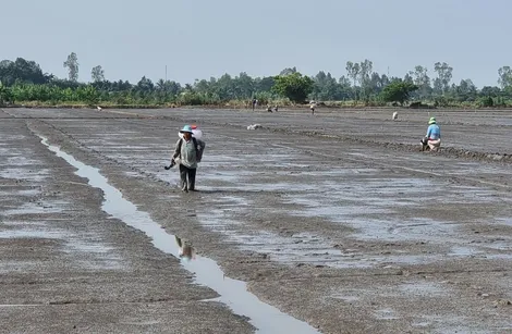 Nông dân chủ động thực hiện nhiều giải pháp nâng cao hiệu quả sản xuất lúa