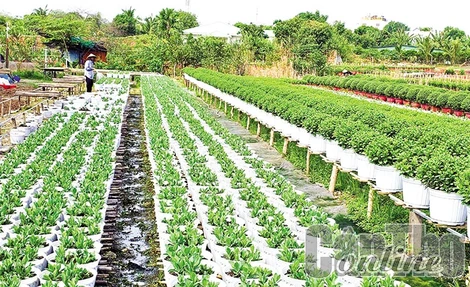 Nông dân xuống giống sản xuất nhiều loại hoa phục vụ Tết