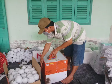 Hình thành vùng cây ăn trái tập trung gắn với liên kết tiêu thụ