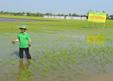 Thực hiện canh tác lúa thông minh phát thải thấp gắn với tăng trưởng xanh