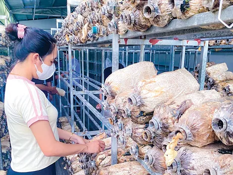 Khởi nghiệp với đất sạch