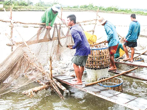 Giá cá tra giảm