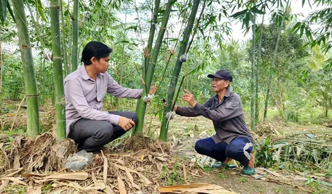 “Làm chơi, ăn thiệt” từ mô hình trồng tre Tứ Quý