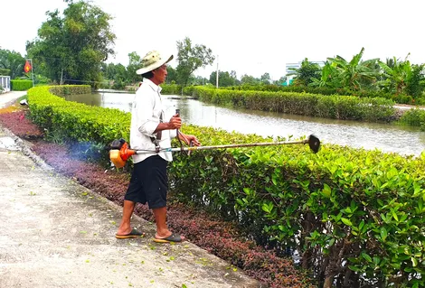 Trồng cây mắm làm kè chống sạt lở