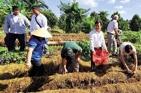 Giá nấm rơm tăng cao, xoài Ðài Loan giảm giá