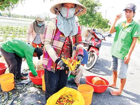 Giá ớt sừng vàng giảm mạnh