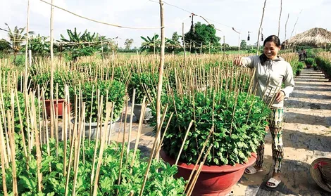 Nghề trồng hoa Tết “vào mùa”