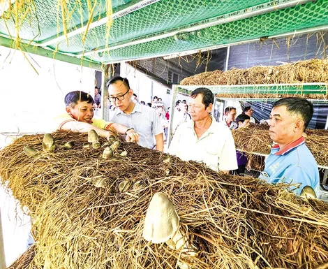 Sử dụng rơm hiệu quả theo hướng nông nghiệp tuần hoàn
