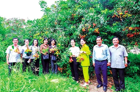 Thốt Nốt: Giá trị sản xuất nông nghiệp đạt hơn 2.656 tỉ đồng