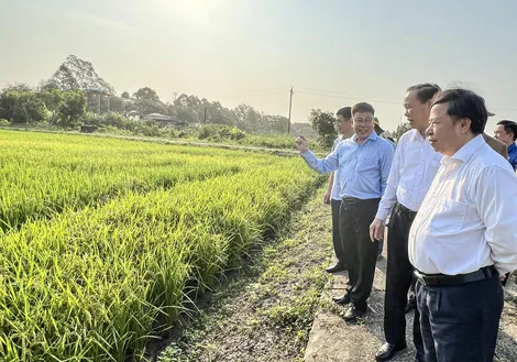 Gắn kết, xây dựng ngành hàng lúa gạo bền vững hơn, xanh hơn, trách nhiệm hơnBài cuối: Thay đổi tư duy, tạo giá trị gia tăng cho chuỗi ngành hàng