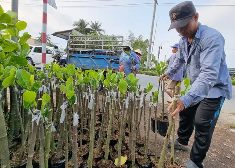 Tạo thuận lợi phát triển sản xuất giống cây trồng