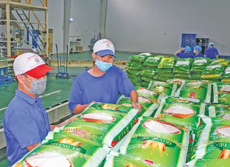 Thay đổi tư duy, thay đổi tầm nhìn để gạo Việt Nam phát triển bền vững