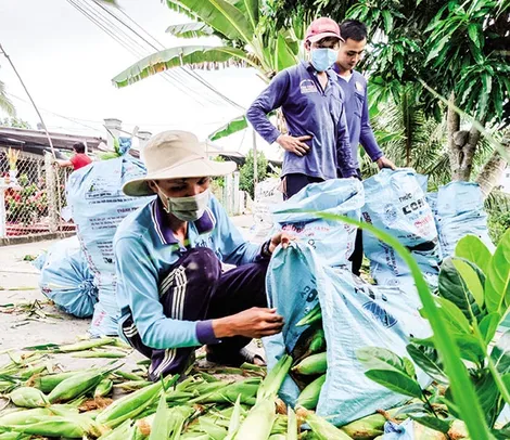Bắp bán được giá cao