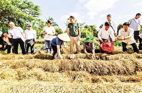 Quản lý trồng trọt thích ứng với biến đổi khí hậu
