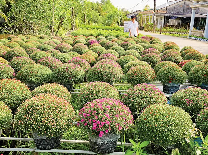 Nông dân kỳ vọng vụ mùa hoa kiểng Tết