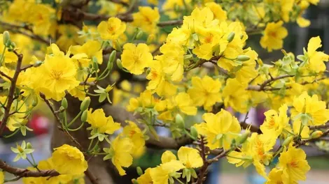 Có gì bên trong điểm mua sắm, chơi Tết được đón chờ nhất vùng Tây Đô?