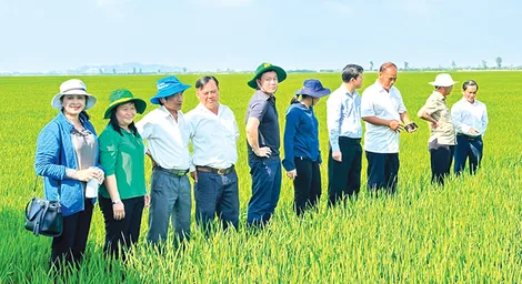 Nhiều giải pháp tăng cường bảo vệ lúa đông xuân