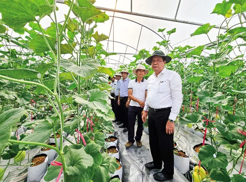 Lãnh đạo thành phố thăm mô hình sản xuất nông nghiệp trên địa bàn huyện Cờ Ðỏ