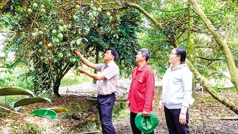 Phong Ðiền phát triển nông nghiệp gắn với thế mạnh địa phương
