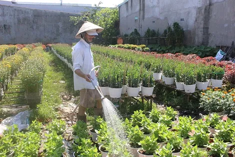 Ðảm bảo chất lượng hoa, kiểng phục vụ Tết Nguyên đán Giáp Thìn 2024
