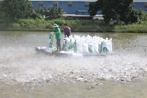 Để ngành hàng cá tra xuất khẩu phát triển ổn định, an toàn