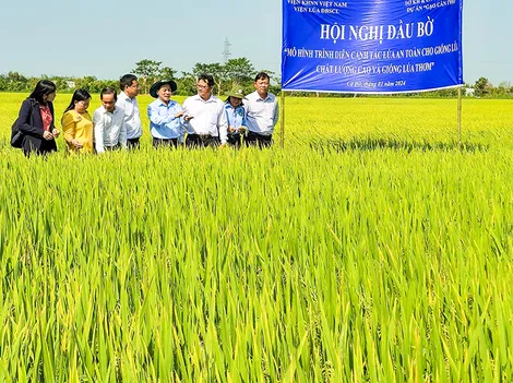 Chuyển giao kỹ thuật canh tác lúa an toàn và trình diễn, giới thiệu giống lúa chất lượng cao OM3 và lúa thơm OM8