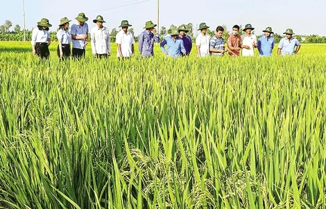 Giá lúa giảm trở lại, giá trái chôm chôm giảm, mít Thái bán được giá cao