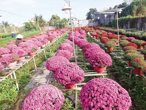 Cúc mâm xôi 4 màu của nông dân Cần Thơ