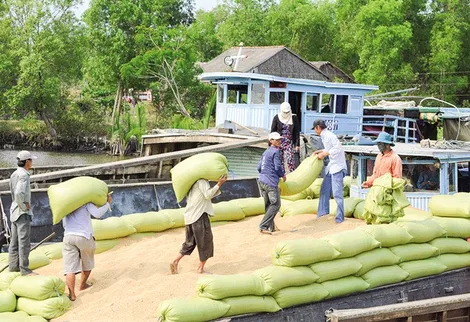 Hài hòa lợi ích trong liên kết trồng lúa ở ÐBSCL