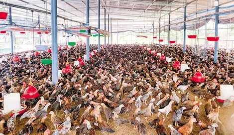Gà tre bán được giá cao, giá dê hơi ở mức thấp; trứng gia cầm dồi dào, giá ổn định