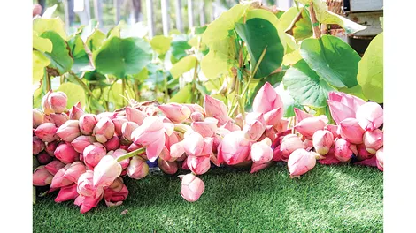 Bình minh trên thành phố trẻ