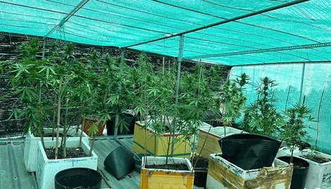 Bạc Liêu xử lý vụ sinh viên ngành y trồng cần sa