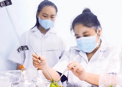 Khởi nghiệp từ cây giống cấy mô