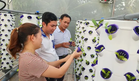 Cái Răng đưa nông nghiệp đô thị chuyển biến về chất