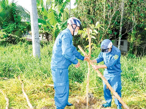 Năm 2024, Cần Thơ phấn đấu trồng khoảng 1,4 triệu cây xanh các loại