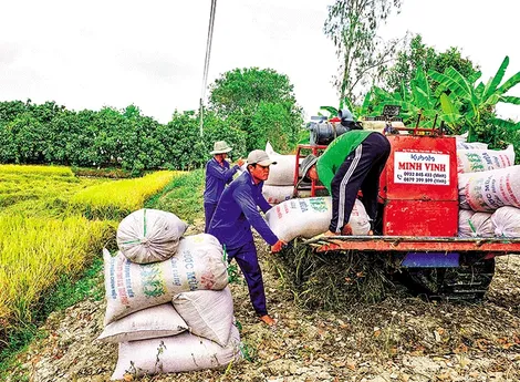 Nâng cao chuỗi giá trị lúa gạo