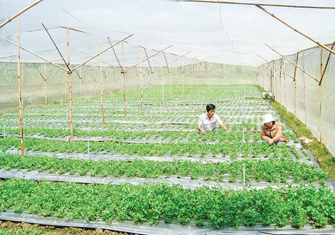 Vĩnh Long phát triển nông nghiệp ứng dụng công nghệ cao