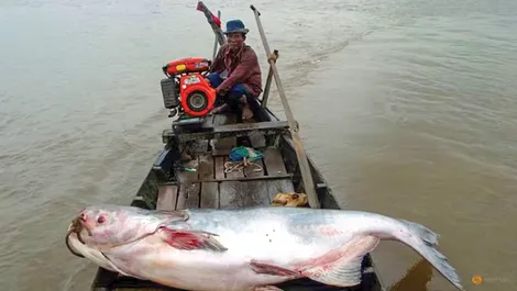 Gần 1/5 số loài cá trên sông Mekong đối mặt nguy cơ tuyệt chủng