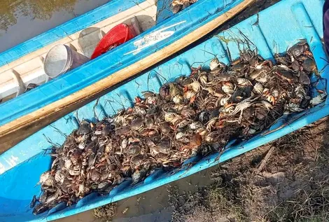 Kiên Giang điều tra nguyên nhân cua biển nuôi chết hàng loạt