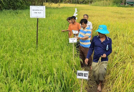 Nông dân chọn giống tốt để nâng cao hiệu quả sản xuất